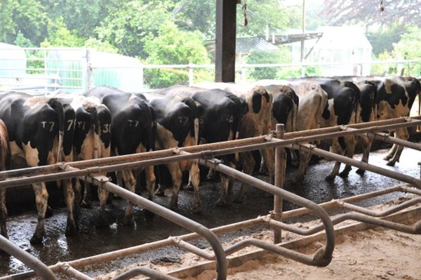 Maenhir cows in cubicles 1
